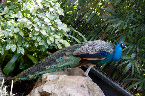 istock this is a side view of a peacock 1964251919
