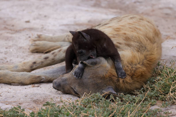 istock a baby hyena with its mother 1964252440