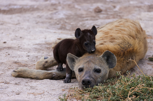 a baby hyena with its mother