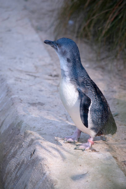 istock this is a side view of a fairy penguin 1964252953