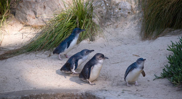 istock the penguins are walking to the river 1964252957