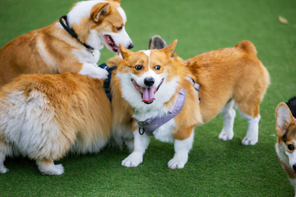 istock Two Three adorable Border Corgi puppies playfully interact in a studio setting, showcasing their cute white and brown fur. 1964255064