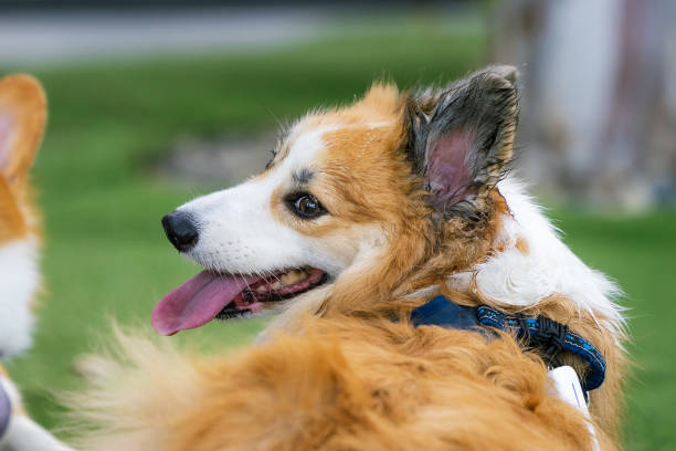 istock Two Three adorable Border Corgi puppies playfully interact in a studio setting, showcasing their cute white and brown fur. 1964255072