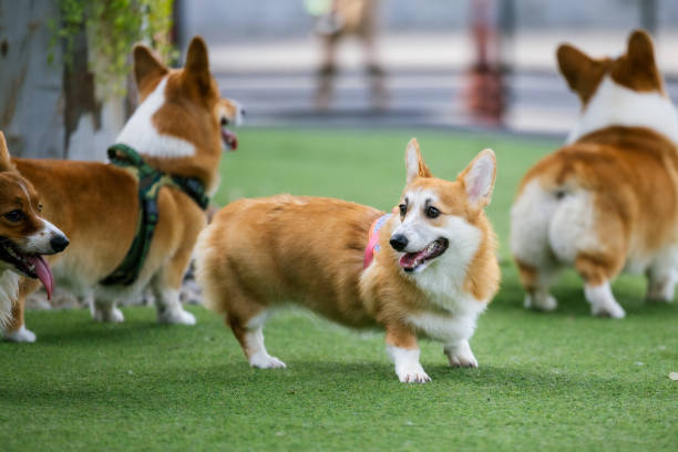 istock Two Three adorable Border Corgi puppies playfully interact in a studio setting, showcasing their cute white and brown fur. 1964255079