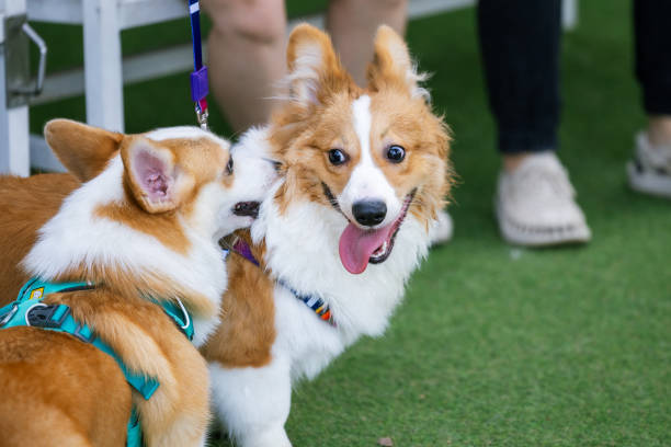 istock Two Three adorable Border Corgi puppies playfully interact in a studio setting, showcasing their cute white and brown fur. 1964255597