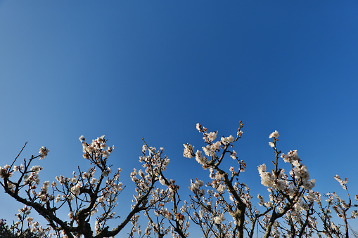 Close-up of beautiful plum buds growing on tree against sky