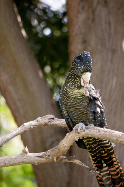 istock this is a female red tailed black cockatoo 1964256141