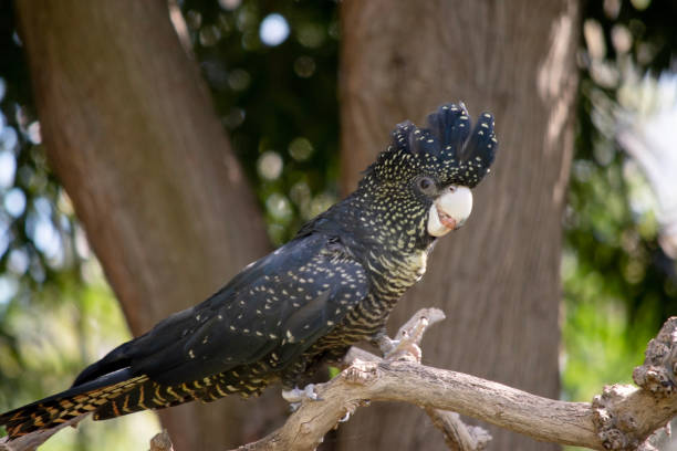 istock this is a female red tailed black cockatoo 1964256152