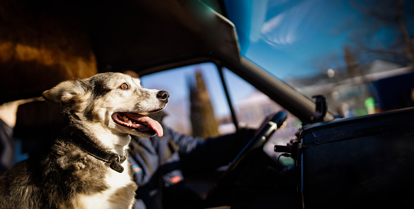 happy dog rides in a truck with a truck driver on a sunny day. Traveling with a dog in a car