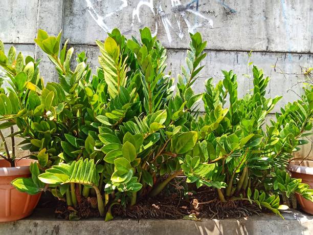 istock Zamioculcas zamiifolia 1964264502