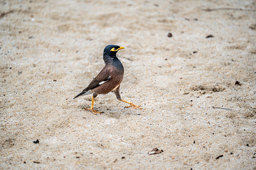 Closeup shot of Acridotheres tristis, also known as Common Myna, on sandy beach. Detailed view capturing bird's plumage and unique features in coastal environment