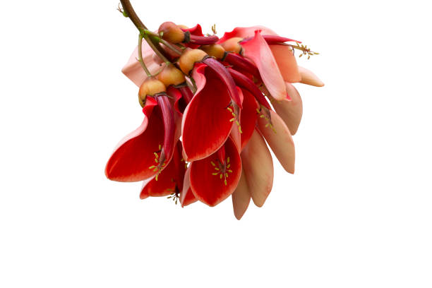 rote blume von erythrina crista-galli, indische koralle, bunte koralle oder bunte tigerkralle isoliert auf weißem hintergrund einschließlich schnittpfad. - korallenbaum stock-fotos und bilder