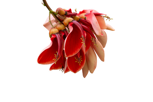 Red flower of Erythrina crista-galli, Indian Coral, Variegated coral tree or Variegated Tiger’s Claw isolated on white background included clipping path.