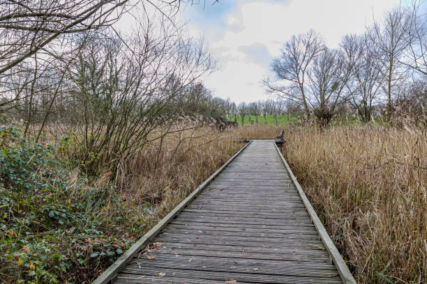 istock Straight wooden path on marshy ground between wild brown grass 1964337231