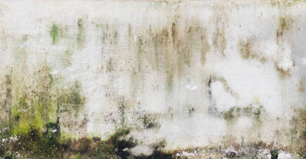 istock Green moss and rain stains on cement wall 1964351669