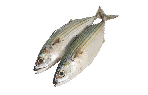 Two raw Indian mackerel fishes isolated on white background, Rastrelliger kanagurta