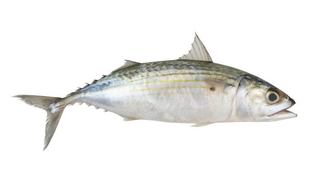 istock Indian mackerel isolated on white background, Rastrelliger kanagurta 1964410052
