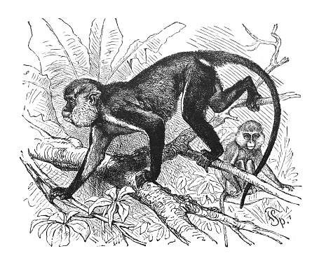 Vintage engraved illustration - Mona monkey (Cercopithecus mona)
