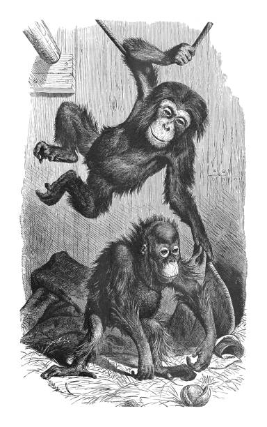 チンパンジー(pan troglodytes)とオランウータン(pithecus satyrus) - ビンテージ刻印イラスト - チンパンジー点のイラスト素材／クリップアート素材／マンガ素材／アイコン素材