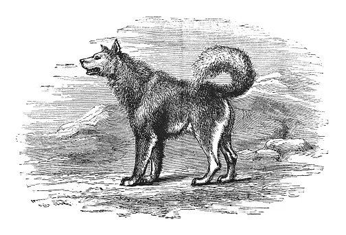 Vintage engraved illustration - Canadian Eskimo Dog or Canadian Inuit Dog