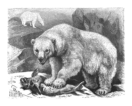 Vintage engraved illustration - Polar bear (Ursus maritimus)