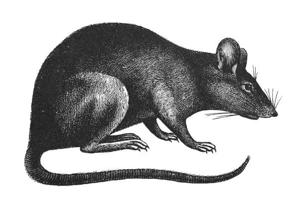 Brown rat (Rattus norvegicus) - Vintage engraved illustration isolated on white background Vintage engraved illustration isolated on white background - Brown rat (Rattus norvegicus) epidemic stock illustrations