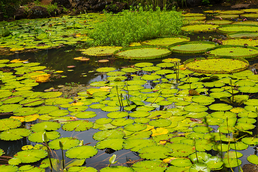 Photo of lily pads in pond with flowers in background