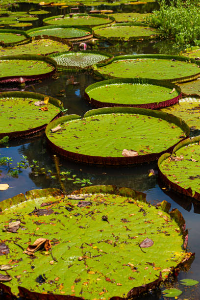 istock Lily pads in pond with flowers in background 1964441083