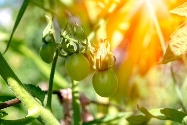 Green tomatoes on a branch. Farming. Growing organic vegetables.