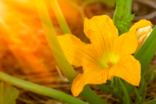 Yellow blossom of a zucchini or squash plant, Cucurbita pepo, Black Jack, the flower is edible. This macro shot with selective focus shows the detail of the stamen in the male flower, closeup