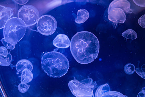 Background  photo of beautiful blue neon jellyfish