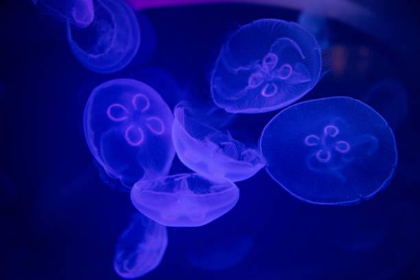 istock Background of beautiful blue neon jellyfish 1964450457