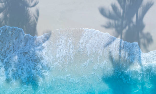 summer palm tree  and tropical beach with  aqua waves and coconut palm shadow on blue background. - tree wind palm tree hawaii islands fotografías e imágenes de stock