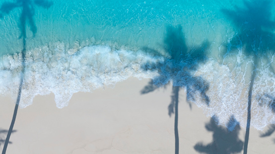 Summer palm tree  and Tropical beach with  Aqua waves and coconut palm shadow on blue background.