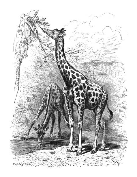 Vintage engraved illustration - Southern giraffe or two-horned giraffe (Giraffa giraffa)