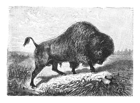 Vintage engraved illustration - American bison (Bison bison)