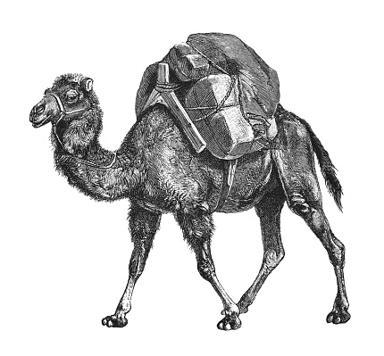 Vintage engraved illustration isolated on white background - Bactrian camel also known as the Mongolian camel or domestic Bactrian camel (Camelus bactrianus)
