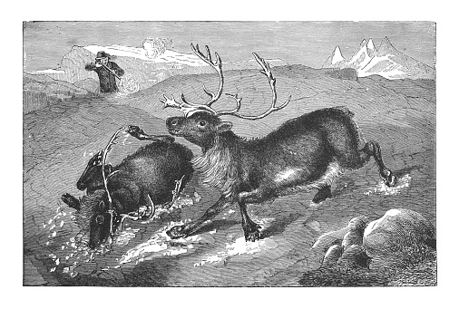 Vintage engraved illustration - Reindeer or caribou (Rangifer tarandus)