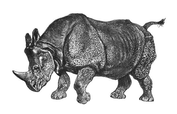 Vintage engraved illustration isolated on white background - Indian rhinoceros (Rhinoceros unicornis)