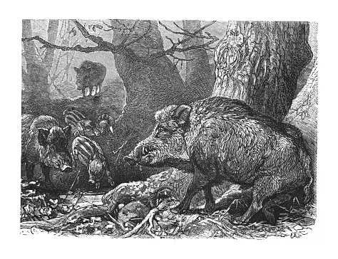 Vintage engraved illustration - Wild boar or wild swine (Sus scrofa)
