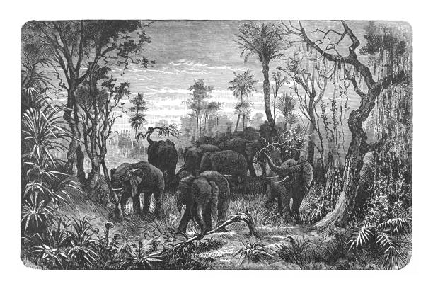 istock African bush elephant or African savanna elephant (Loxodonta africana) - Vintage engraved illustration 1964462459