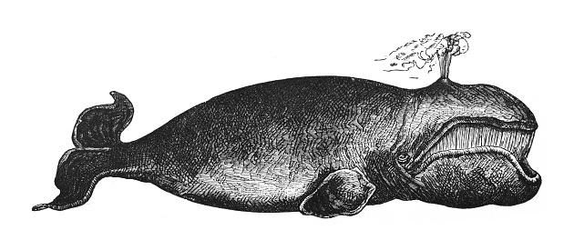 Vintage engraved illustration isolated on white background - Bowhead whale (Balaena mysticetus)