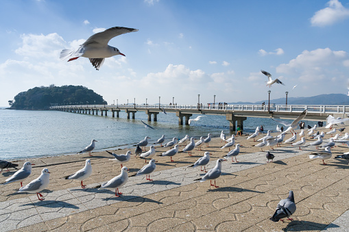 Takeshima and a flock of black-headed gulls (Gamagori City, Aichi Prefecture)