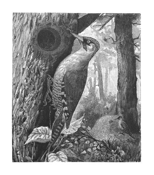European green woodpecker (Picus viridis) - Vintage engraved illustration Vintage engraved illustration - European green woodpecker (Picus viridis) dendrocopos major stock illustrations