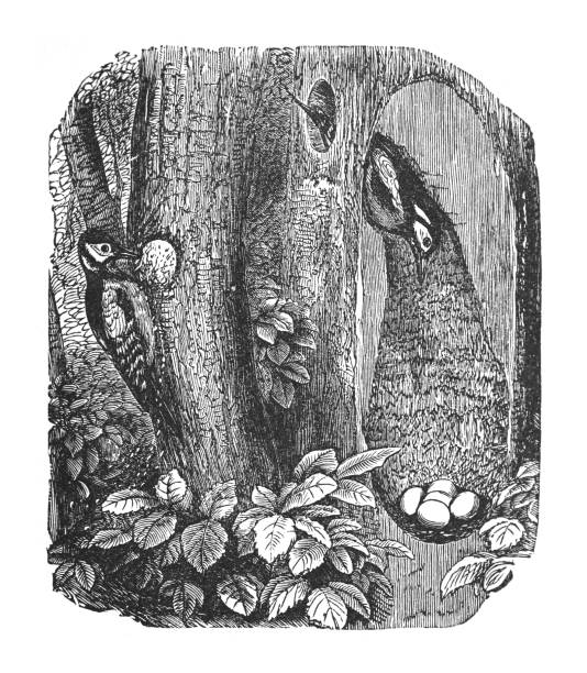 Woodpecker nest - Vintage engraved illustration Vintage engraved illustration - Woodpecker nest dendrocopos major stock illustrations