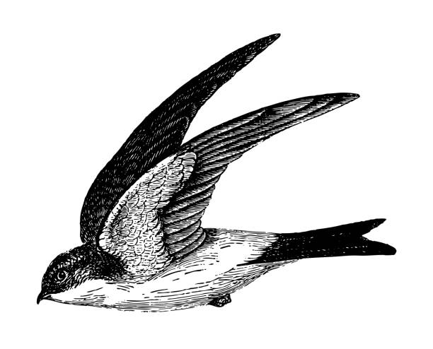 Vintage engraved illustration isolated on white background - Common house martin (Delichon urbicum)