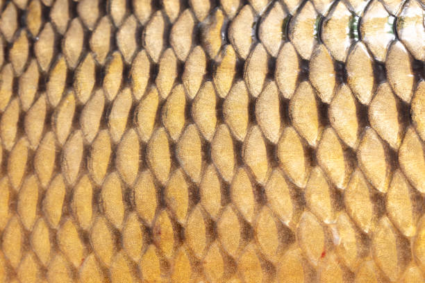 Scales on a fish as an abstract background. Texture.