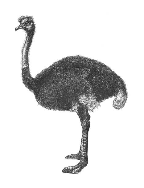 istock Ostrich (Struthio camelus) - Vintage engraved illustration isolated on white background 1964478738