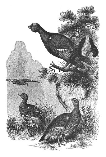 Vintage engraved illustration - Black grouse (Lyrurus tetrix)