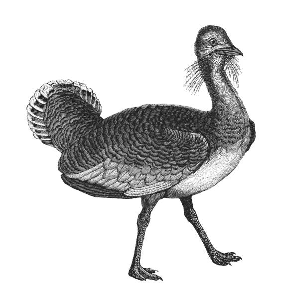 istock Great bustard (Otis tarda) - Vintage engraved illustration isolated on white background 1964479286